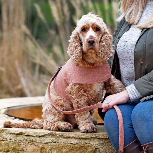 Sandstone Tweed & Leather Dog Lead