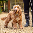 Charcoal Stripe & Leather Dog Lead