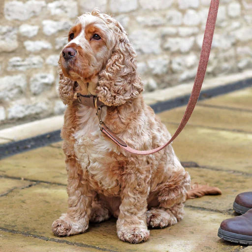 Sandstone Tweed & Leather Dog Lead